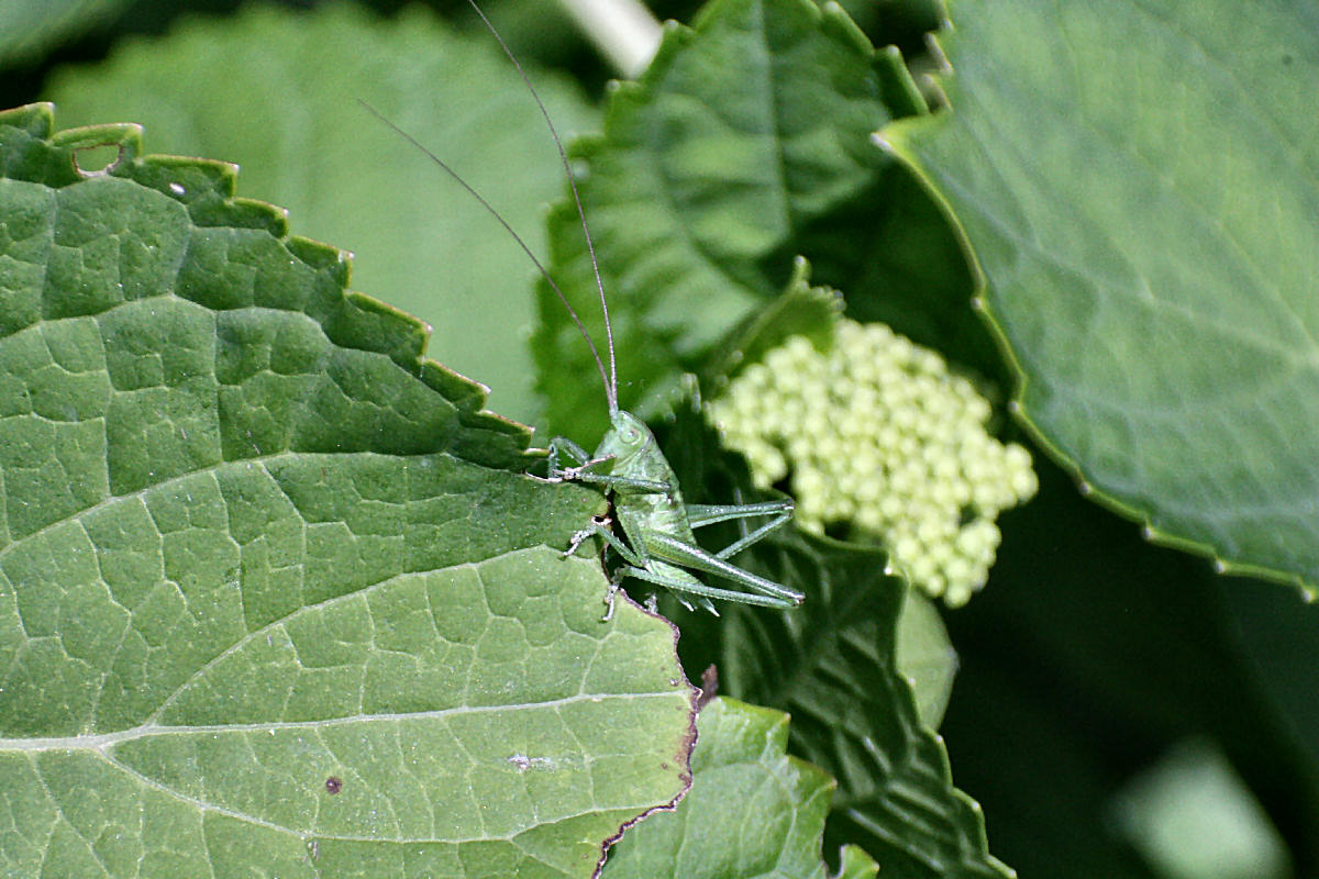 ortottero con antenne lunghissime da identificare